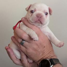 Red Collar Girl - Cream female French Bulldog puppy in Melba, Idaho from Frost's Frenchies