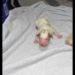 Sebastian - Parti male Goldendoodle puppy in Pleasant Hill, Iowa from Courtney Nicole's Mal Shihs & Goldendoodles