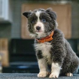 Pop (Orange) - White and blue male Border Collie puppy in Lodi, California from R3 Sport Dogs (Rafter 3 Ranch)