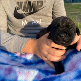 Boy 1 - Black male Boerboel puppy in Sedgewickville, Missouri from Heritage Boerboels