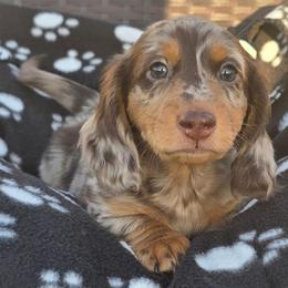 Peter - Dapple male Dachshund puppy in Tucson, Arizona from Joplin's Hippo House