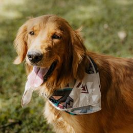 Birdie - Golden Retriever