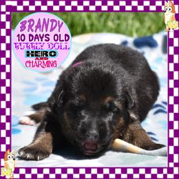 BRANDY IS A BEAUTY - Black and red female German Shepherd puppy in Murrieta, California from Diamond Oaks German Shepherds