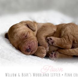 Pink Girl - Cream female Goldendoodle puppy in Carthage, Tennessee from Willows Doodles