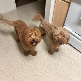 Labradoodle All Grown Up from A Doodle 4U
