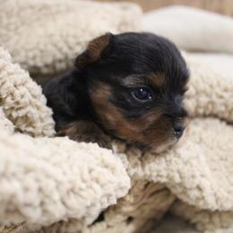 Ollie - Black and tan male Yorkshire Terrier puppy in Eastland, Texas from Peach Yorkies