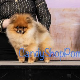 Crush - Pomeranian