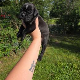 Male 1 - Brindle male Boxer puppy in Billings, Missouri from Azaleas Euro Boxers & Boston Terriers