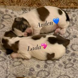 Arden - White male Shih Tzu puppy in Frisco, Texas from My Royal Shih Tzu⚜️