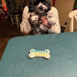 Cockapoo, Cocker Spaniel, and Poodle All Grown Up from The Cocker Cingdom