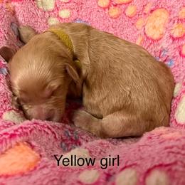 Yellow collar - Cream female Goldendoodle puppy in Indianapolis, Indiana from ZuGolden Retrievers & Doodles