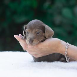 Ivory - Chocolate female Dachshund puppy in Fort Myers, Florida from Blossom Paws