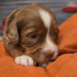 Aspen - Red merle male Aussiedoodle puppy in Prescott Valley, Arizona from Ramirez Family Doodles