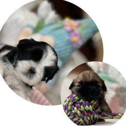 Shih Tzu Puppies from Maria's Shih Tzus