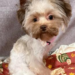 Beatrice - Tan and white female Yorkshire Terrier puppy in San Diego, Temecula, Ontario, California from Yorkie & Maltese Royalty