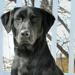 Labrador Retrievers from Copper View Farm- Labs