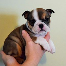 Bulldog, French Bulldog, and Pug Puppies from Royal destiny kennels