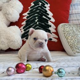 Powder puff - Cream female French Bulldog puppy in Shields, Michigan from Mid-Michigan Frenchies