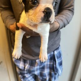Girl 1 - Black brindle and white female Boston Terrier puppy in Ellicott City, Maryland from Thee Puppy Lady🐾