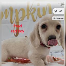Pearl dark green boy - Cream male Dachshund puppy in Ashford, Alabama from Precious Little Lap Babies