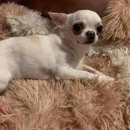 Alina - Chihuahua