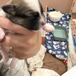 Girl 1 - Tri-color female Coton de Tulear puppy in Vancouver, Washington from Uptown Cotons