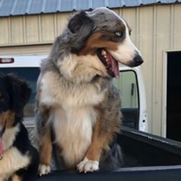 Australian Shepherds from Bobbye Rucker's Australian Shepherds