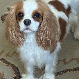 Avery - Cavalier King Charles Spaniel