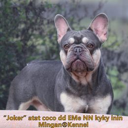 Joker - French Bulldog