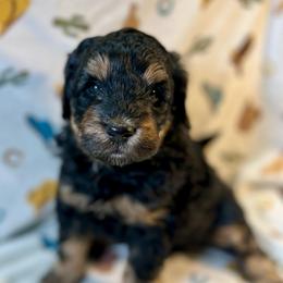 Zuma - Black tri-color male Aussiedoodle puppy in Liberty, Texas from Poodles and Doodles Most Excellent Adventures