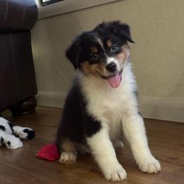 Licorice- btm5 - Black tri-color male Australian Shepherd puppy in Chehalis, Washington from Wandering Acres Ranch