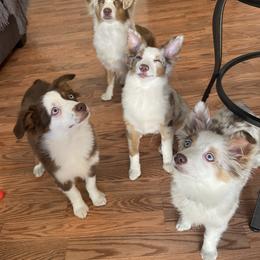 Toy Australian Shepherd All Grown Up from Buffy’s Little Aussies