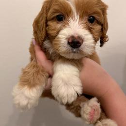 Guardian - Red male Australian Labradoodle puppy in Denton, Texas from Liberty Hill Labradoodles