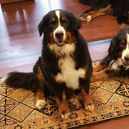 Bernese Mountain Dogs, Golden Mountain Dogs, and Golden Retrievers from Canyon Meadows Farm