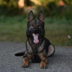 Poly - German Shepherd