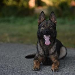Poly - German Shepherd