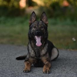 Poly - German Shepherd