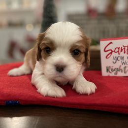 Cavalier King Charles Spaniel Puppies from Ridgefield Cavaliers