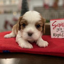 Cavalier King Charles Spaniel Puppies from Ridgefield Cavaliers