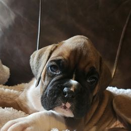 Stella - Fawn female Boxer puppy in Rocky Comfort, Missouri from Meredith's Boxer Puppies