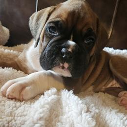 Stella - Fawn female Boxer puppy in Rocky Comfort, Missouri from Meredith's Boxer Puppies