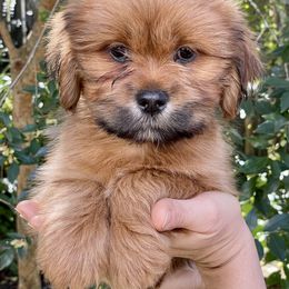 Lhasa Apso Puppies from Florida Lhasa Apso