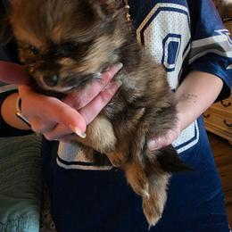 Sweet cheeks - Chocolate sable female Pomeranian puppy in Benbrook, Texas from J & B Pomeranians/Pomsky's L.L.C