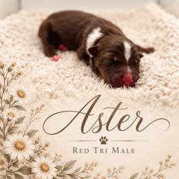 Aster - Red tri male Miniature Australian Shepherd puppy in Cave Creek, Arizona from Arizona Aussies