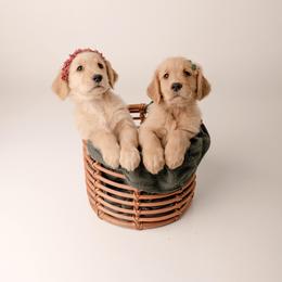 Golden Retriever Puppies from Brinton Goldens