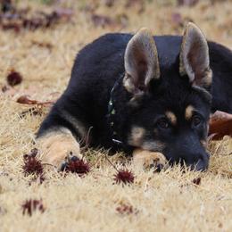 German Shepherd Puppies from Oakmont Shepherds