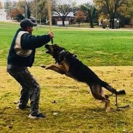 Kaveh - German Shepherd