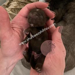 Shih Tzu Puppies from Shurbeez Shih Tzu