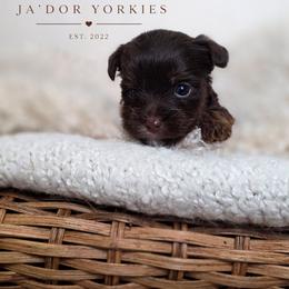 Java - Chocolate, tan and white female Yorkshire Terrier puppy in Jacksonville, Florida from Ja'Dor Yorkies