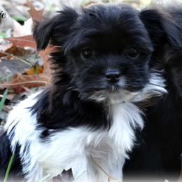Havanese Puppies from Denise Clark